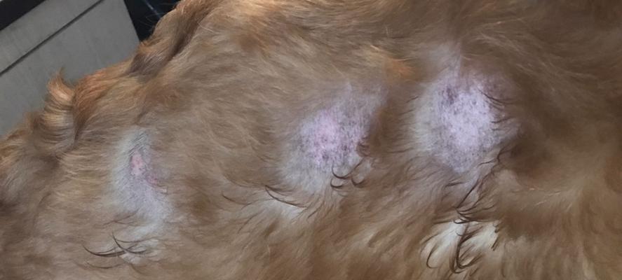 金毛的JJ长什么样？（解密金毛犬种的特殊生理结构）