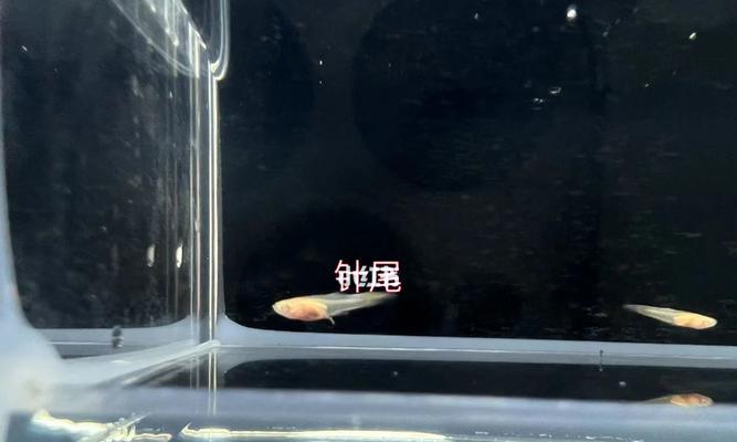 孔雀鱼常见病及预防措施（了解孔雀鱼常见病，守护它们的健康生活）