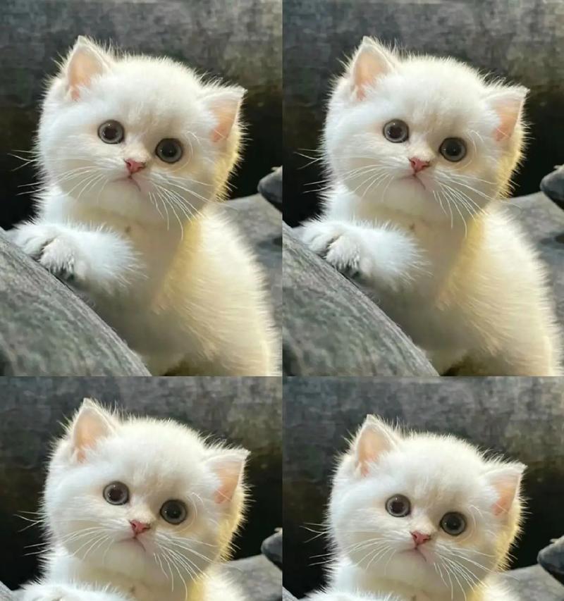 猫咪生育的注意事项（了解猫咪的生育周期及保健要点）