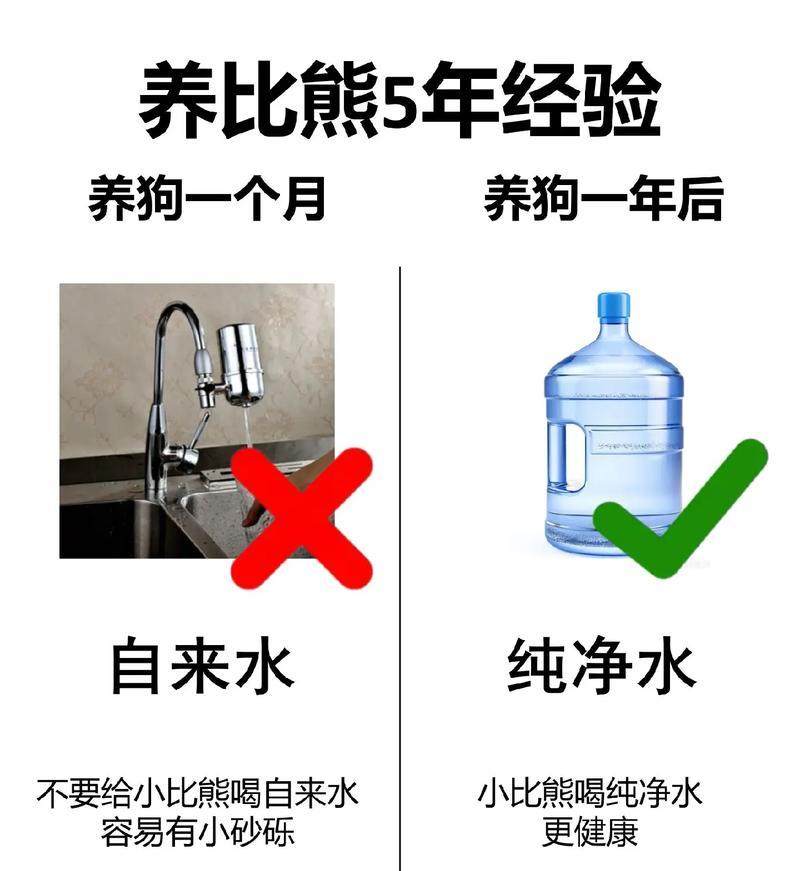 初养比熊须知——呵护小可爱的关键步骤（关爱你的比熊宝贝，让它健康快乐成长）