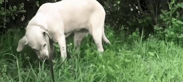 小狗为什么要吃青草？（探寻小狗食草的原因及其益处）