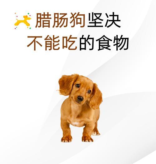 狗狗饮食的重要性及合理搭配（宠物狗的健康离不开科学饮食）