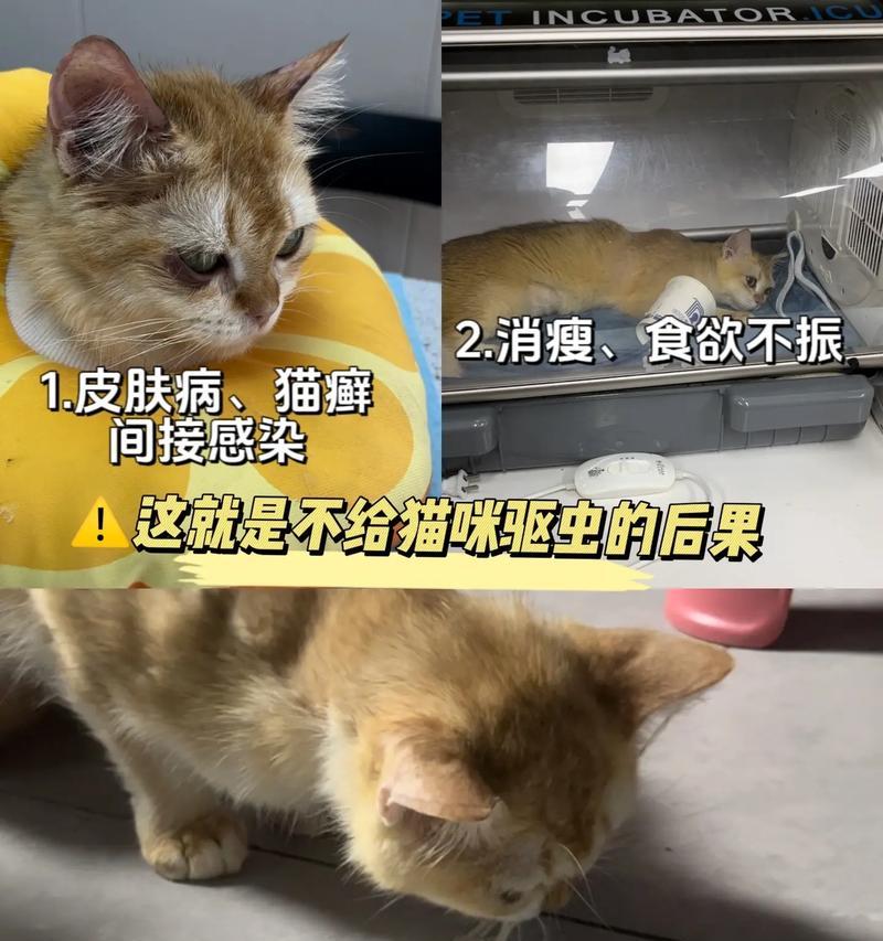狗没有驱虫带来的症状及应对措施（狗不驱虫的危害及预防措施）