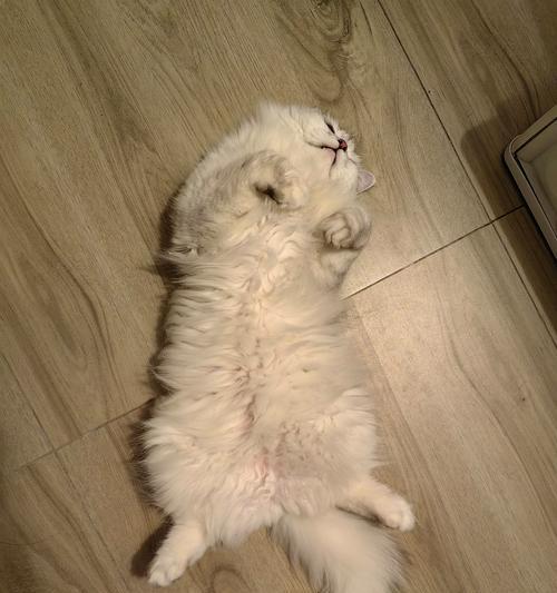 猫肚子异常膨胀可能患有什么疾病？（探究猫肚子突然变大的原因及治疗方法）