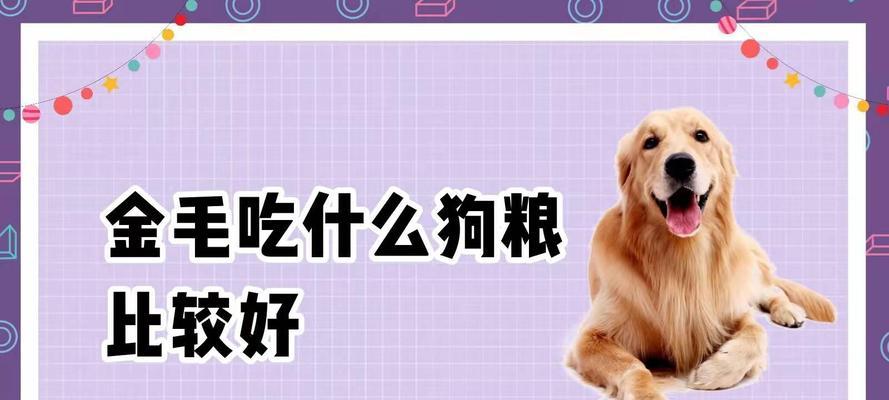 40天金毛幼犬的饮食搭配指南（给你的金毛宝宝提供健康营养的饮食建议）