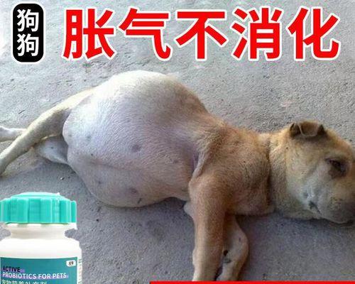 狗肠胃不好吃什么药物？（帮助狗狗缓解胃肠问题的药物及治疗建议）
