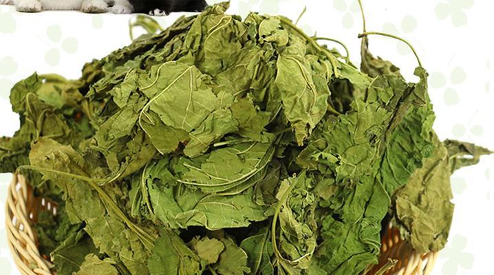以豚鼠感冒喂什么药？（探究豚鼠感冒治疗药物及注意事项）