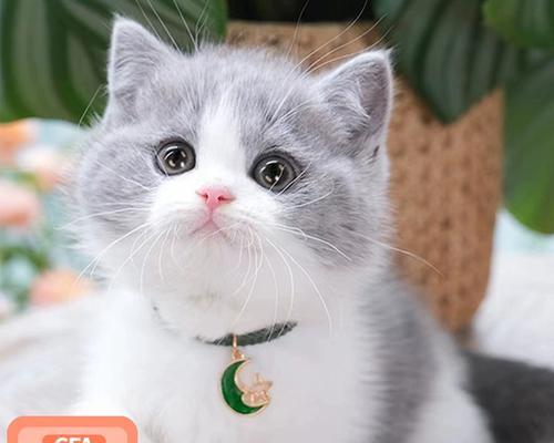 探寻英国短毛猫的迷人之色（揭秘英国短毛猫最美颜色的诱惑力）