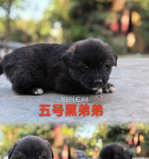 母狗为何见到狗就叫？（探究母狗对其他狗叫的原因）