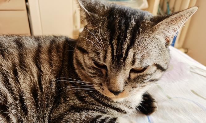 探究以猫三联的内容（猫三联的组成和特点）