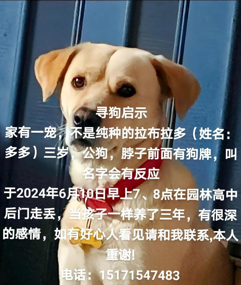 拉布拉多（探寻拉布拉多价位差异的原因与影响）