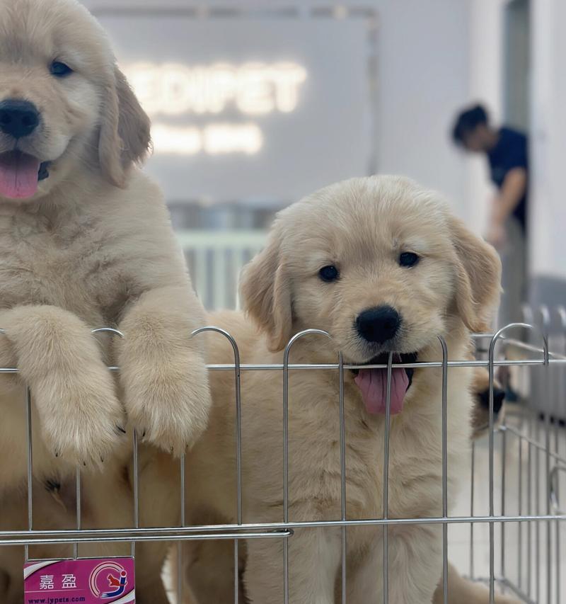 金毛犬的长嘴之谜（探究金毛犬为何有的嘴长的原因）