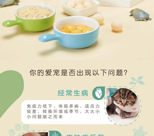 泰迪美猫的饮食指南（了解泰迪美猫的饮食需求，让它们健康快乐）