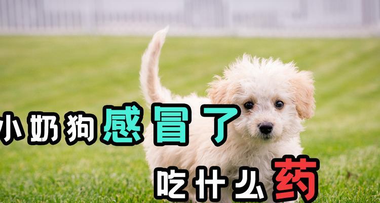 狗便稀的饮食指南（帮助狗狗恢复健康的营养方案）