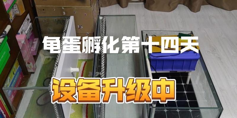 养龟需要的设备及配套用品（打造舒适的龟类栖居环境，为宠物龟提供最佳生活条件）