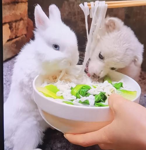 两个月小奶狗的饮食需求（适合两个月小奶狗的营养饮食推荐）