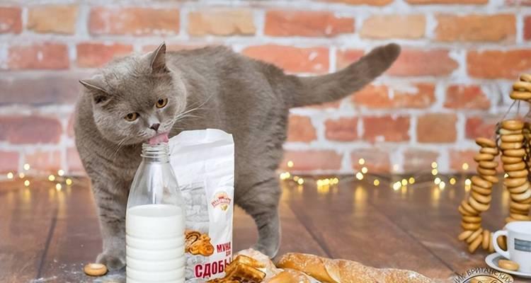 猫的最佳食物选择（满足猫咪的味蕾和健康需求）