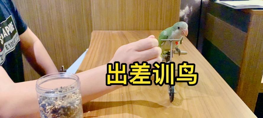 训鸟艺术之时机把握（以训鸟什么时候训为主题的探讨）