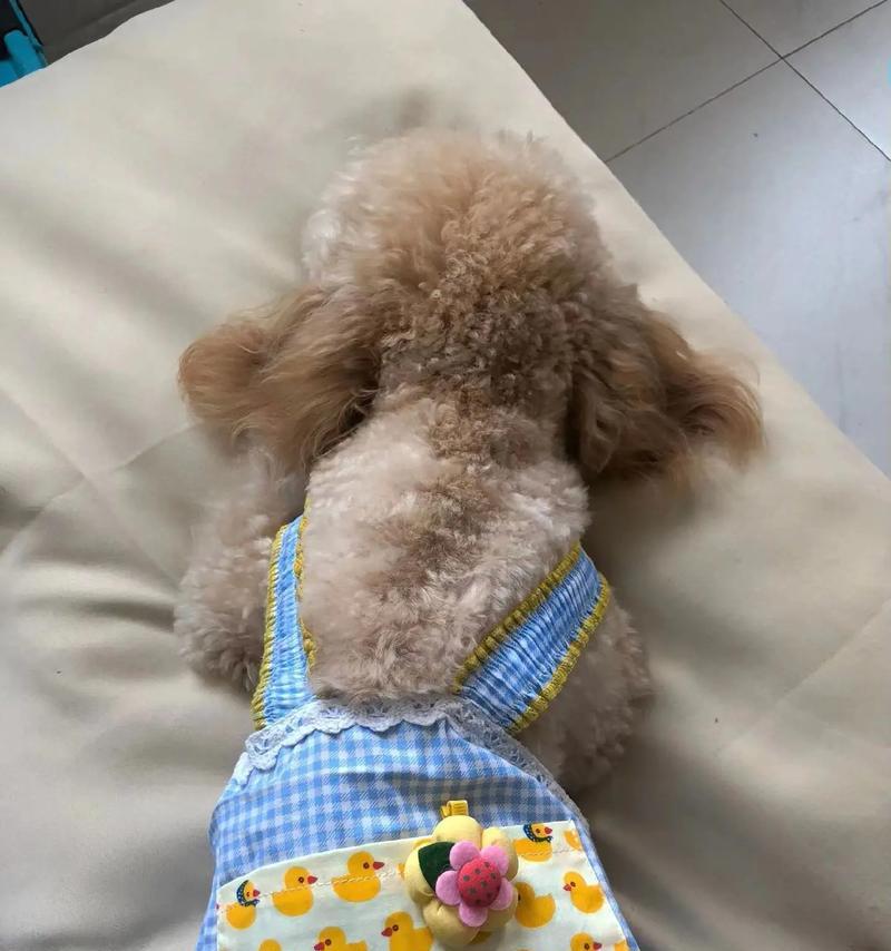 揭秘狗狗例假的奥秘（了解狗狗例假周期和特征，为宠物狗的健康保驾护航）