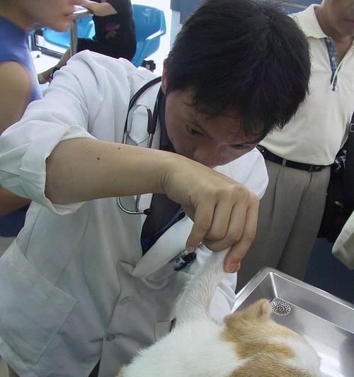 宠物养护之打针是必须的（为宠物健康，打针不可忽视）