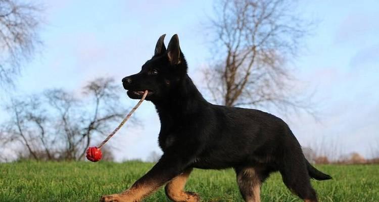 马犬孕期的注意事项（马犬孕期饲养、运动、饮食和医疗注意事项）