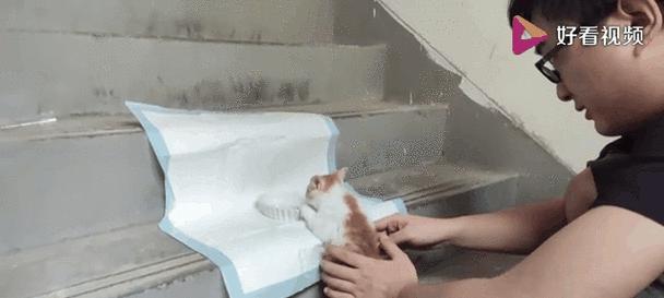 小猫腿瘫痪是什么状况？（了解小猫腿瘫痪的原因及治疗方法）