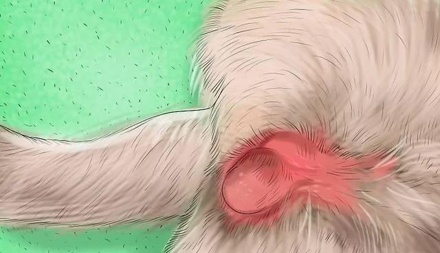 狗狗白带是什么颜色？（探究狗狗白带的颜色变化和可能的健康问题）