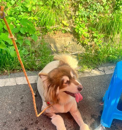 狗狗可爱指南（探寻狗狗中最具吸引力的品种，寻找真正的“可爱之王”）