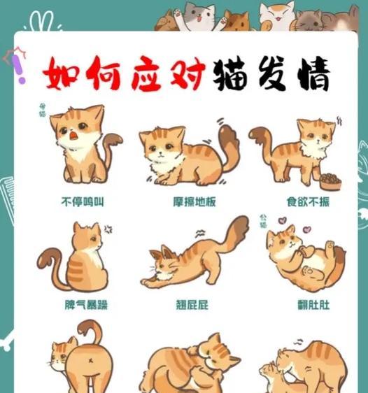 养小猫咪的注意事项（打造幸福的猫咪家庭，从小猫咪开始）
