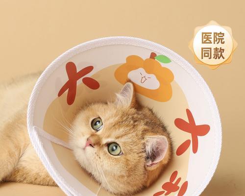 猫项圈的用途与重要性（保护猫咪安全、定位追踪、个性时尚重要）