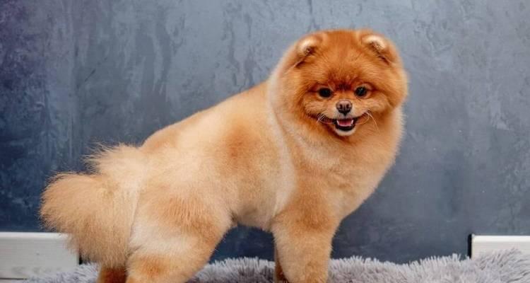 以飞行犬为主题的神奇生物世界（探寻飞行犬的起源与能力）