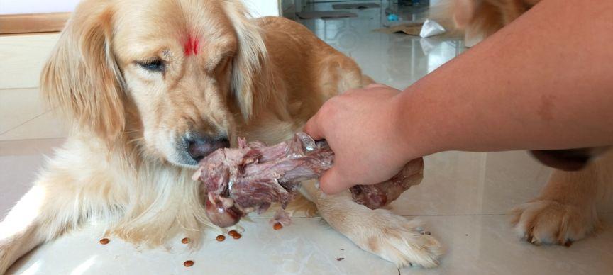 狗狗适合以肉类为主食的时间点（了解狗狗食物需求，合理安排饮食）