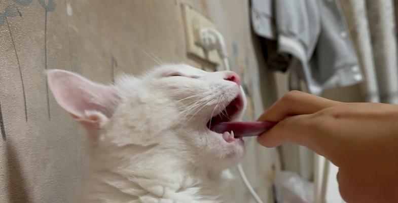 猫舔人（揭示猫咪舔人背后的秘密以及其象征意义）