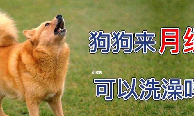 狗狗月经期的饮食管理（了解狗狗月经期的饮食需求，让它更健康）