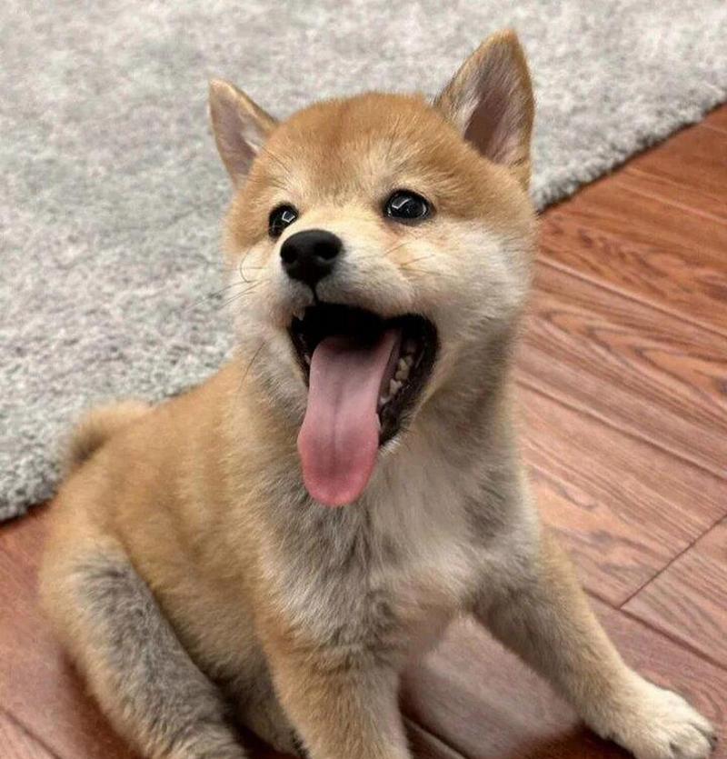 柴犬——忠诚友善的宠物伴侣（探索柴犬的性格特点与魅力）