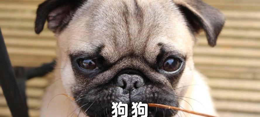 小狗的情绪世界（探索小狗情绪的奥秘）