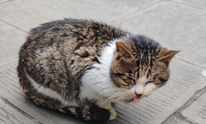 猫为什么会使劲叫（探寻猫咪叫声背后的秘密）
