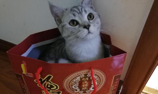 以猫闹猫（揭秘“以猫闹猫”现象的原因与解决方案）