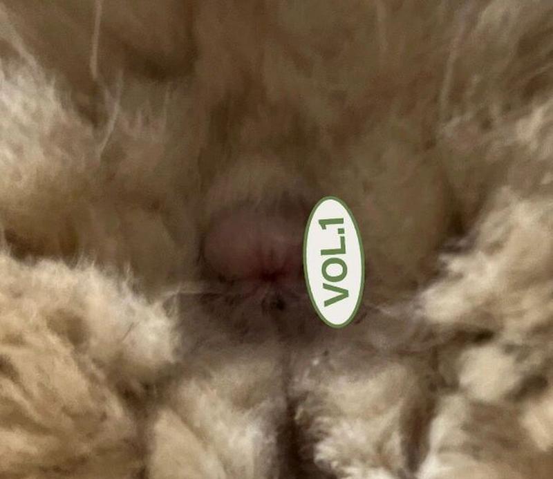 探讨猫舔猫屁眼的行为意义及可能原因（猫咪行为中的奇特举动探析）