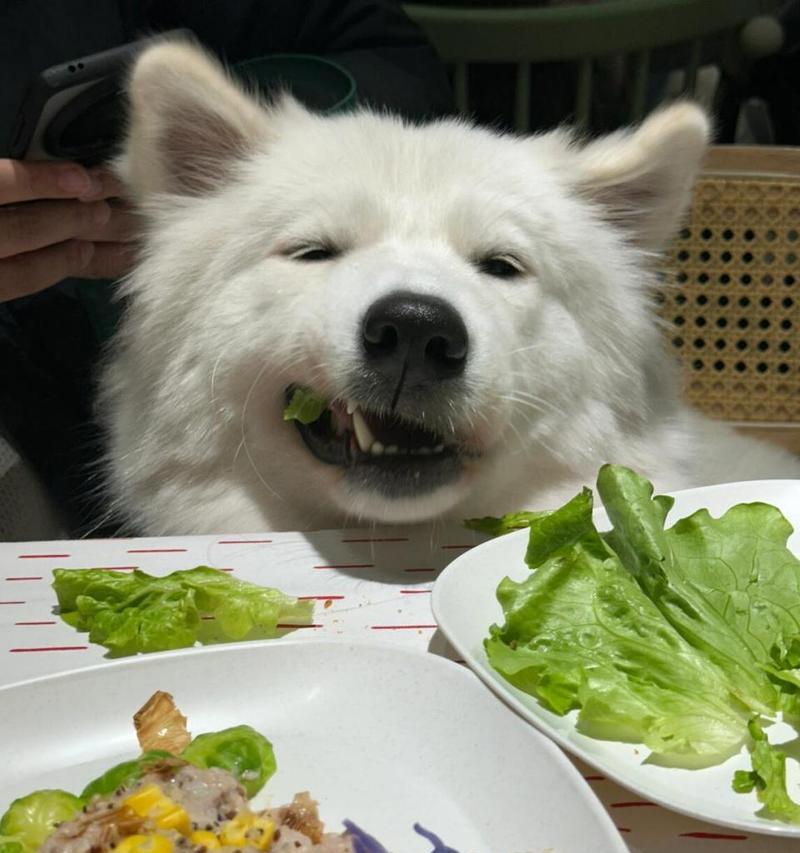 萨摩耶狗的食欲大揭秘（一探萨摩耶狗喜欢吃的美味食物）