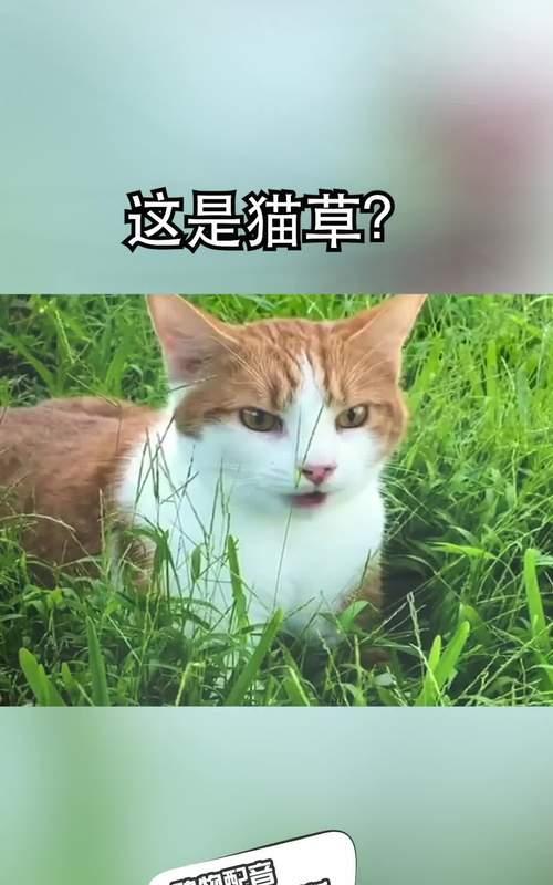 探秘猫草——猫咪的健康保障（了解为何猫草是猫咪饮食中必不可少的一部分）