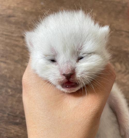 猫为什么是睁眼的？（探究猫过程中的眼睛现象）