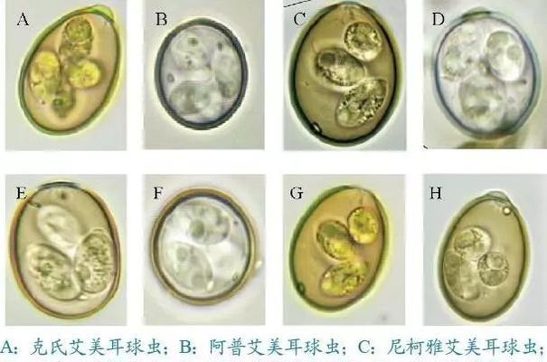 球虫传播的途径及防控措施（揭秘球虫的传染方式与预防方法）