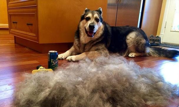 短毛小型犬品种特点全揭秘（不管时间如何推移，仍然是一种可爱的宠物选择）