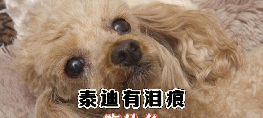 如何为六个月大的泰迪狗制作自制食物（为你的宠物提供健康和营养的饮食）