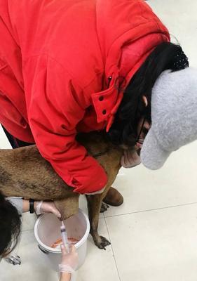 兔子尿道肿块的原因、症状和治疗方法（探究兔子尿道肿块的形成机制、病症表现及治疗措施）