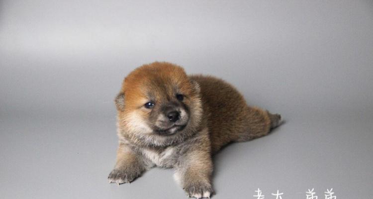 柴犬螨虫恢复时长出毛的过程（揭秘柴犬螨虫恢复毛发的奇迹）