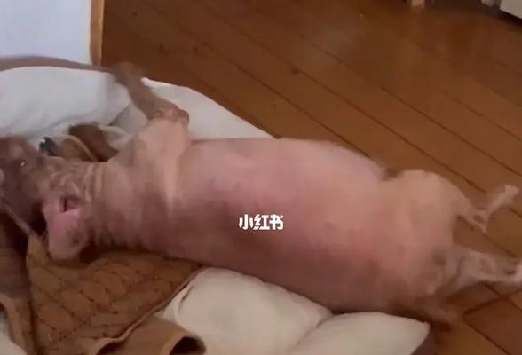 以泰迪为主题的文章（一个蛋的故事）