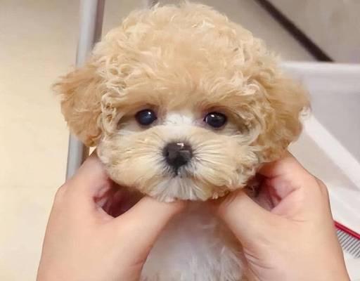 以泰迪狗什么色的好？（探讨泰迪狗颜色选择的因素和建议）