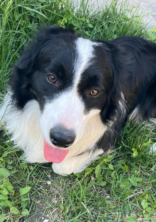 最忠心的犬——忠诚无比的柴犬（柴犬的忠诚品质与特点）